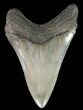 Serrated, Lower Megalodon Tooth - Georgia #70042-2